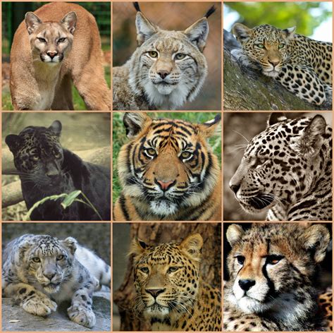 Free Images Nature Wilderness Looking Wildlife Fauna Leopard