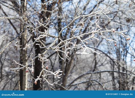 Glittering And Translucent Crystal Branches Stock Image Image Of Snow