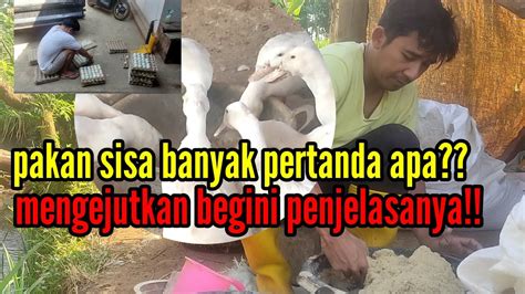 Pakan Sisa Banyak Pertanda Apa Mengejutkan Begini Penjelasanya