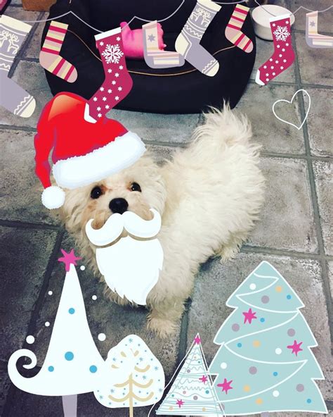Rolf On Instagram Its Christmas Sooooooon🎅🏻 Im Looking Forward To