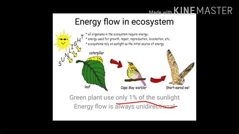 Energy Flow In Ecosystem Youtube