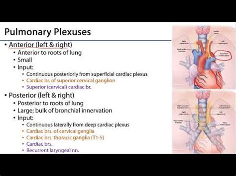 Lungs And Ventilation Pathway LO6 Pulmonary Plexuses YouTube