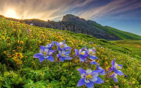 Mountain Wildflowers Desktop Background 600560