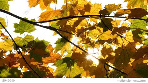 Sun Shining Through Autumn Maple Leaves Hq Slow Motion 4k 11744 Stock