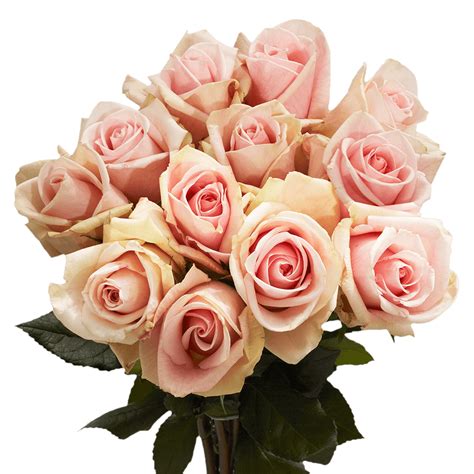 50 Stems Of Light Pinkpeach Fenice Roses Beautiful Fresh Cut Flowers