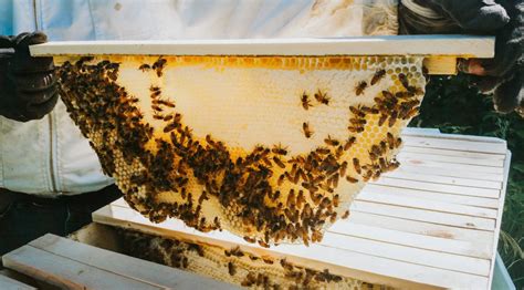 Beginning Beekeeping 2019 Indian Creek Nature Center