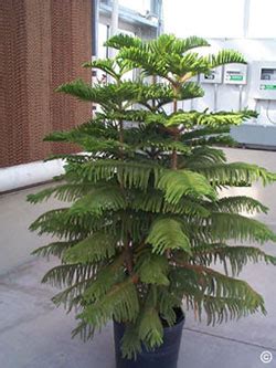 Norfolk island pines are capable of growing both indoors and outdoors. 1321 - Norfolk Island Pine - PlantTalk ColoradoPlantTalk ...