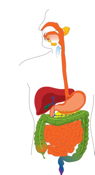 Digestive System Clipart For Kids