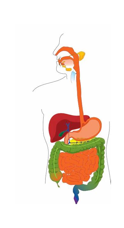 Digestive System Tract Clipart Clip Digestion Cliparts