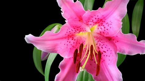 Pink Lily Wallpapers