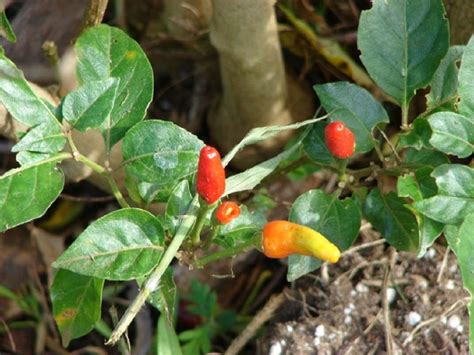 ~hot Hawaiian Chili Pepper~ Capsicum Frutescens Cv Hawaiian Chili 60