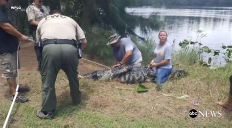Woman Dragged Into Lake And Killed By Alligator While Walking Dogs