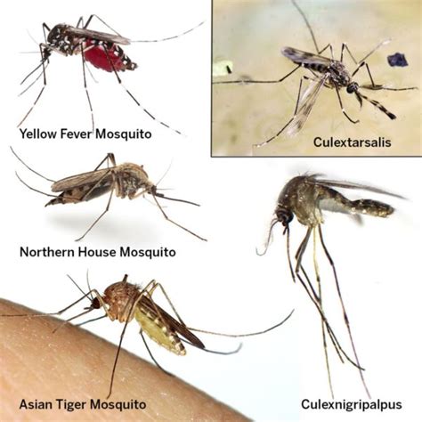 Mosquito Types What Attracts Mosquitoes