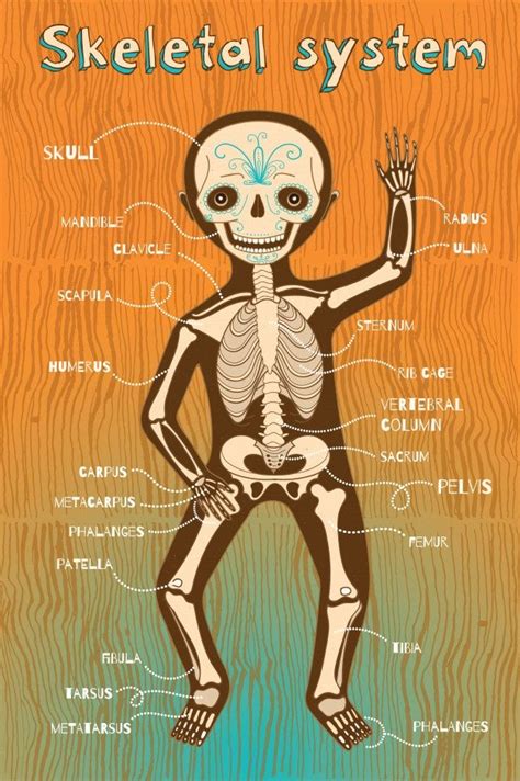 Premium Vector Vector Cartoon Illustration Of Human Skeletal System