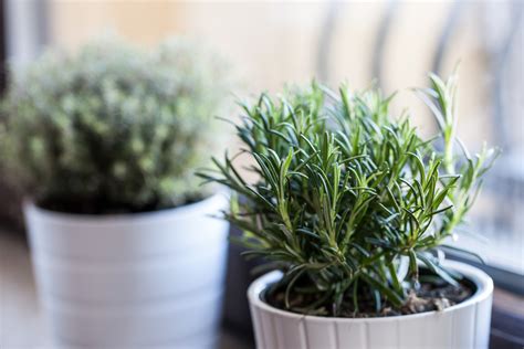 Top 20 Herbs That Can Be Grown Indoors
