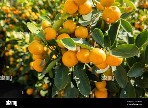 Kumquat Fruit Tree Stock Photo Alamy