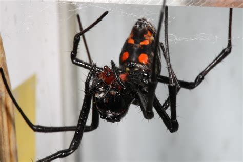 They have longer legs and a smaller abdomen in relation to their body size. Male spider's sexual organs work fastest only when a ...