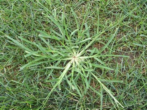 13 Ways To Kill Dallisgrass How To Kill Dallisgrass Without Calling A