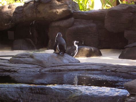 Penguins At The Hilton Hawaiian Village Krisnelson Flickr