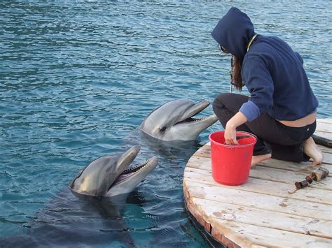 Person Feeding Dolphins Trainer With Dolphin Two Dolphins Trainer