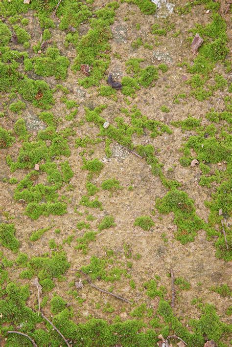 This is a category of high quality pbr ground textures. large grass and ground texture image