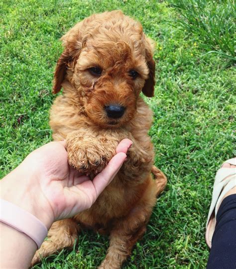 Puppy Red Goldendoodle So Cute Goldendoodle Puppy Mydoodollie