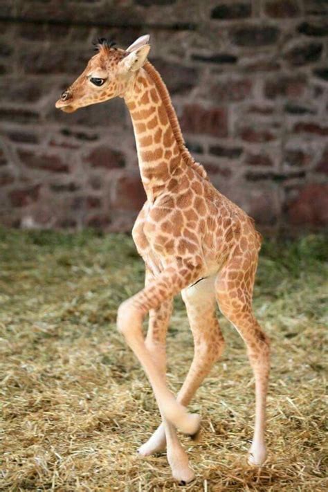 Pin By Katniss Clary Potter Prior On Animales Giraffe Giraffe