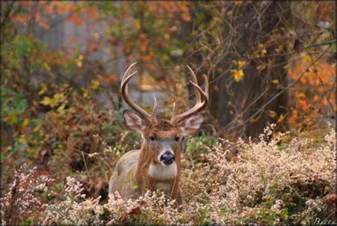 Free Download Whitetail Buck Whitetail Deer Buck Photos 600x419 For