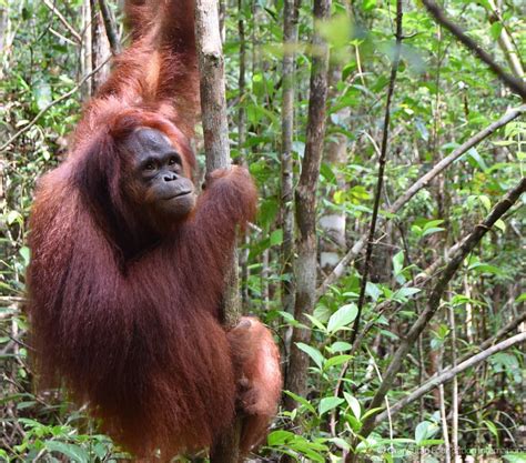 Orangutan Foundation Intl On Instagram Sunlight Filters Through The