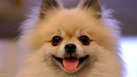 Conheça 8 Raças De Cachorros Fofos E Pequenos Que Você Vai Amar