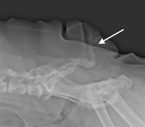 Veterinary Key Points Surgical Removal Of Screw Tail In Bulldogs