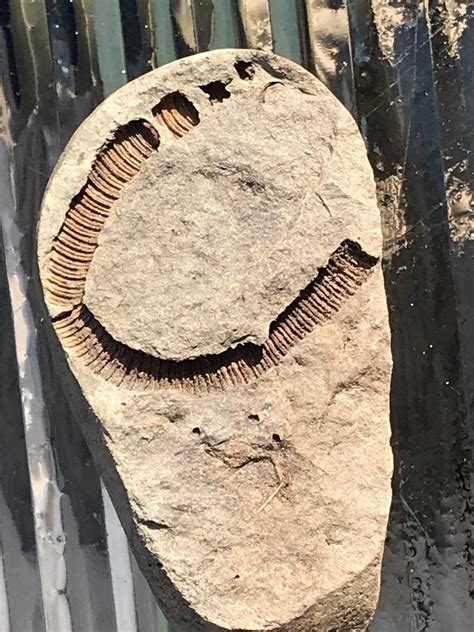 What Formed This Fossil Found In Central New York Usa Rfossilid