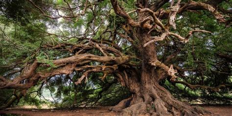 10 Oldest Trees In The World Greentumble