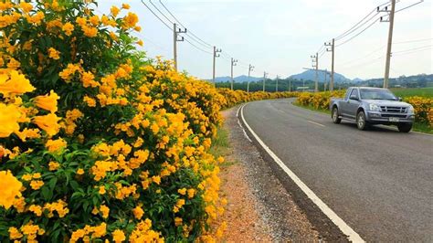 ถนนสายดอกไม้ทองอุไรบานสะพรั่ง ที่โคราชริมสองข้างทาง ขับรถเพลินๆ ถ่ายรูปสวยๆ