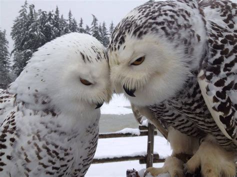 Snowy Owl Love In The Snow Raww