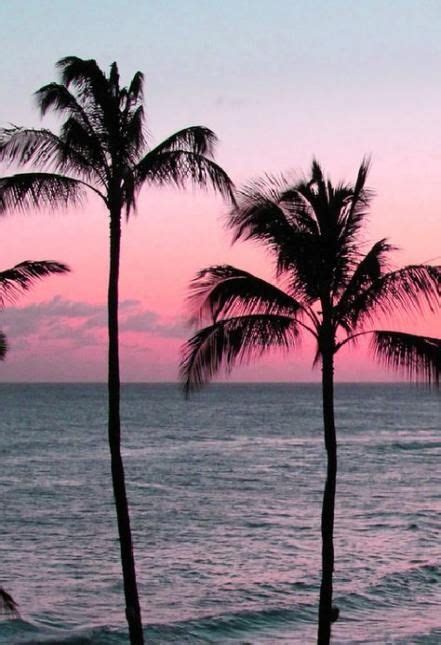 35 Best Ideas Palm Tree Photography Ocean California Beach Pink
