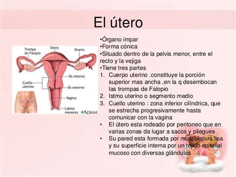 Aparato Reproductor Femenino