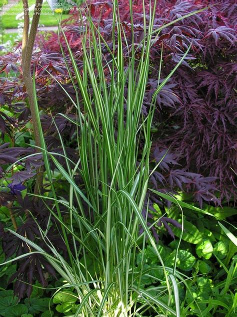 Plantfiles Pictures Calamagrostis Feather Reed Grass Avalanche