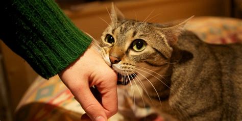 4 Ways To Overcome Feline Redirected Aggression Vet For Everyone