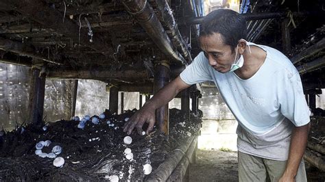 Mengolah Limbah Sawit Jadi Bioplastik Kompasid