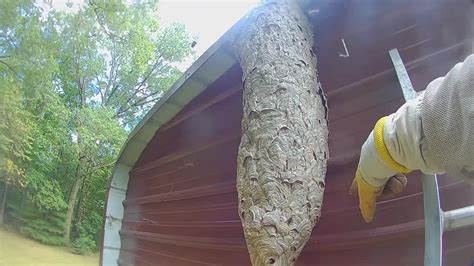 If multiple generations of hornets have worked on a nest, it could grow to be a foot wide and long. Watch: Local "Bee Man" takes down 5-foot long hornets' nest in Austintown - YouTube