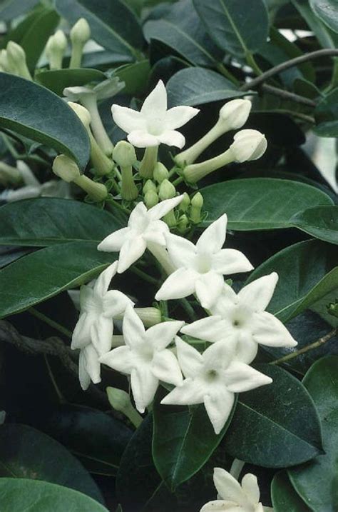 5 Madigascar Jasmine Seeds Rare Tree Tropical Fragrant Flower Perennial