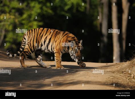 7 Month Old Female Bengal Tiger Cub On Forest Path In Dappled Winter