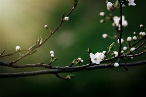La magnolia stellata appartiene alla famiglia delle magnoliaceae; Ramo di albero con fiori bianchi | Foto Premium