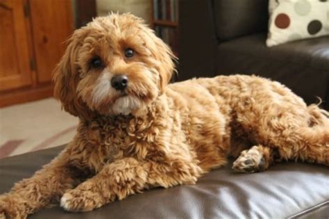 We have designer cavoodle puppies for sale in auckland. Cavoodle Puppies For Sale Sydney Gumtree