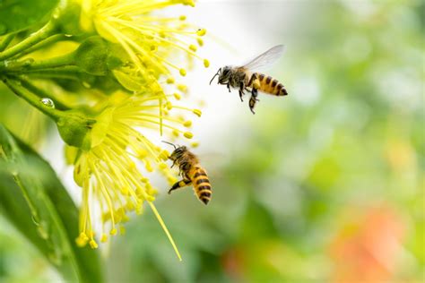 what s the buzz how honey bees communicate green pest services