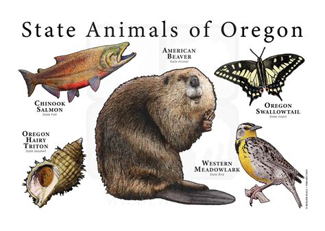 Oregon State Animals Poster Print Etsy