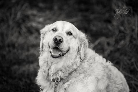 77+ Black Labrador Cross Golden Retriever - l2sanpiero