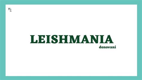 What Is Leishmaniasis And Leishmania Leishmania Donovani Life Cycle Treatment Medzukhruf
