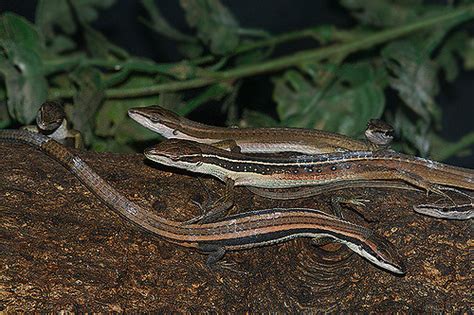 Long Tailed Lizard Facts And Pictures